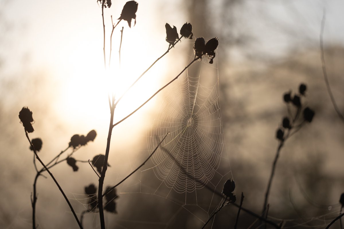 Backlit branches and seed pods at dusk